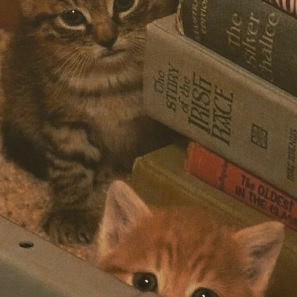 Like this post to be notified of my shows 😺 - Picture 5 of 11